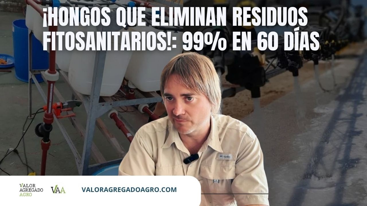 Un productor descubrió cómo degradar el 99% de residuos de herbicidas con hongos