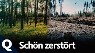 Unser Wald: Warum wir ihn lieben und trotzdem zerstören (Ganze Folge) | Quarks