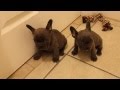 Blue French Bulldog Puppies For Sale