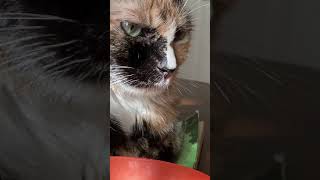 Meet Our Host Cat Arya