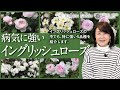 【バラの品種紹介】病気に強いイングリッシュローズ