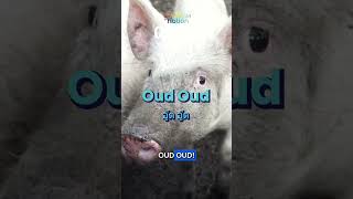 Animal sounds: Thai vs. English
