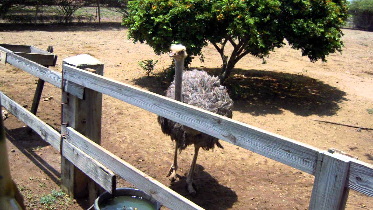Deze struisvogel heeft dorst!