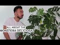Monstera Deliciosa Care + Repotting | House Plants