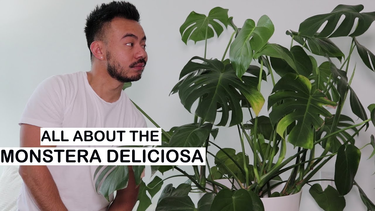 Monstera Deliciosa Care + Repotting | House Plants