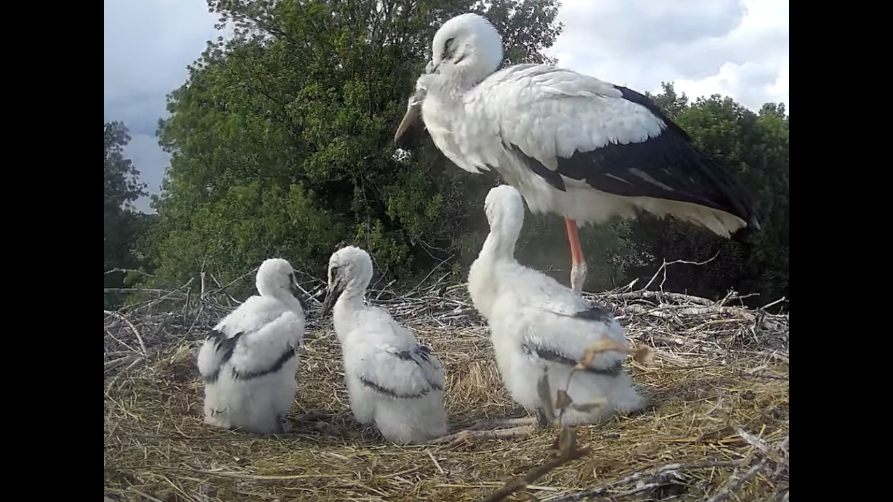 Livestream von Storchennest Hilbeck 1