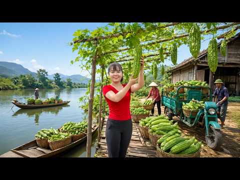 TIMELAPSE -- Use Truck To Harvesting Lots Of Bitter Melon In The Large Bitter Melon Garden