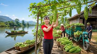 Use Truck To Harvesting Lots Of Bitter Melon In The Large Bitter Melon Garden Go To Market Sell