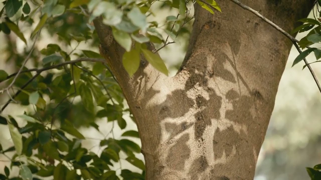 Promo Video :: "BCS(Bangladesh Civil Service) Forest Association Reunion 2024" Gazipur Vawal Resort