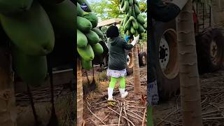 Why Farmers Throw Away Ripe Papaya? The Hidden Export Secret You Didn’t Know!