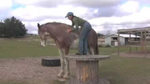 Starting a Horse with Attraction 4 of 5: Mounting at Liberty