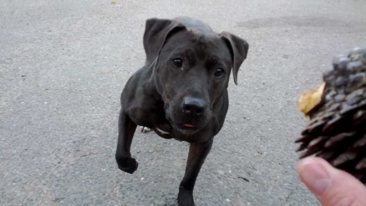 Stray Pitbull wants to play fetch. YouTube