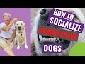 How to Socialize Aggressive Dogs