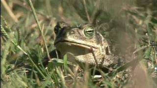 Endangered Amphibians