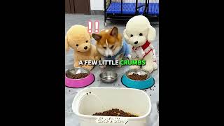 Corgi Throws A Tantrum Over Dinner