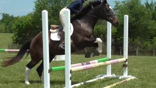 Inntrigue jumping 6/10/16