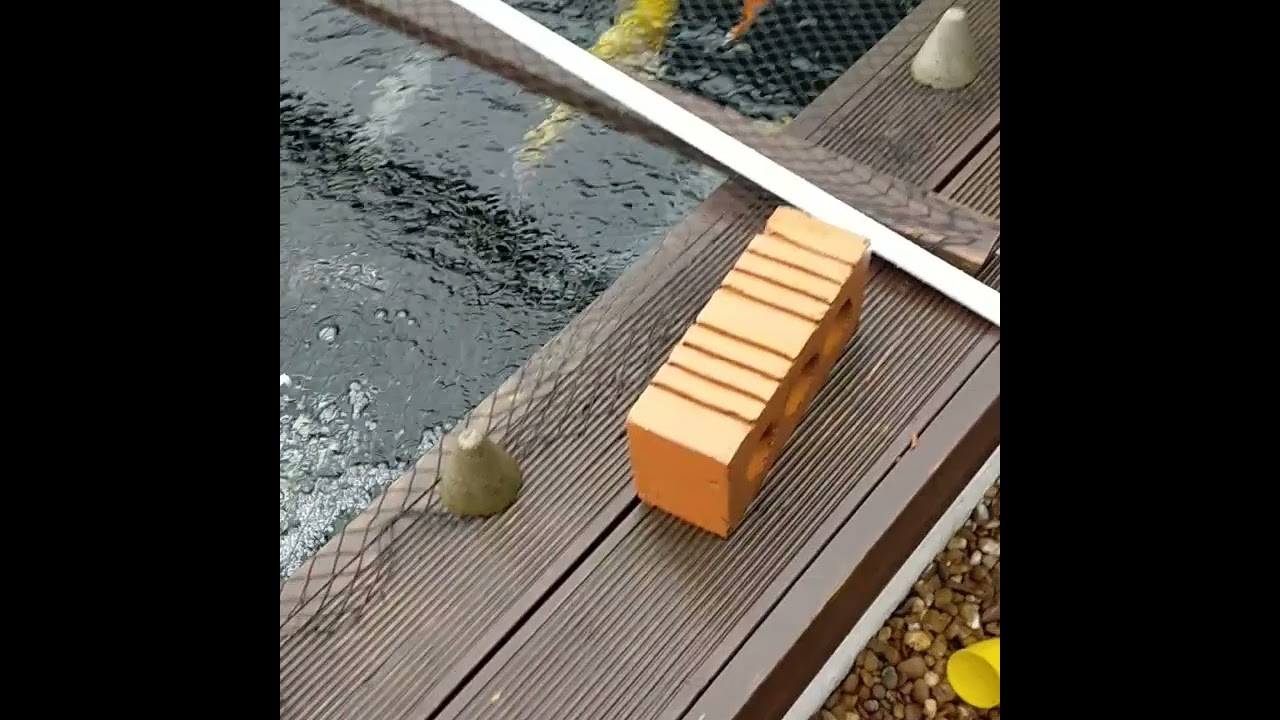 water change and filter clean YouTube