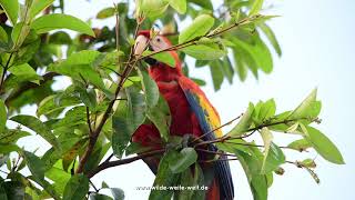 Red Macaws / Rote Aras in Reforma Agraria, Chiapas - www.wilde-weite-welt.de