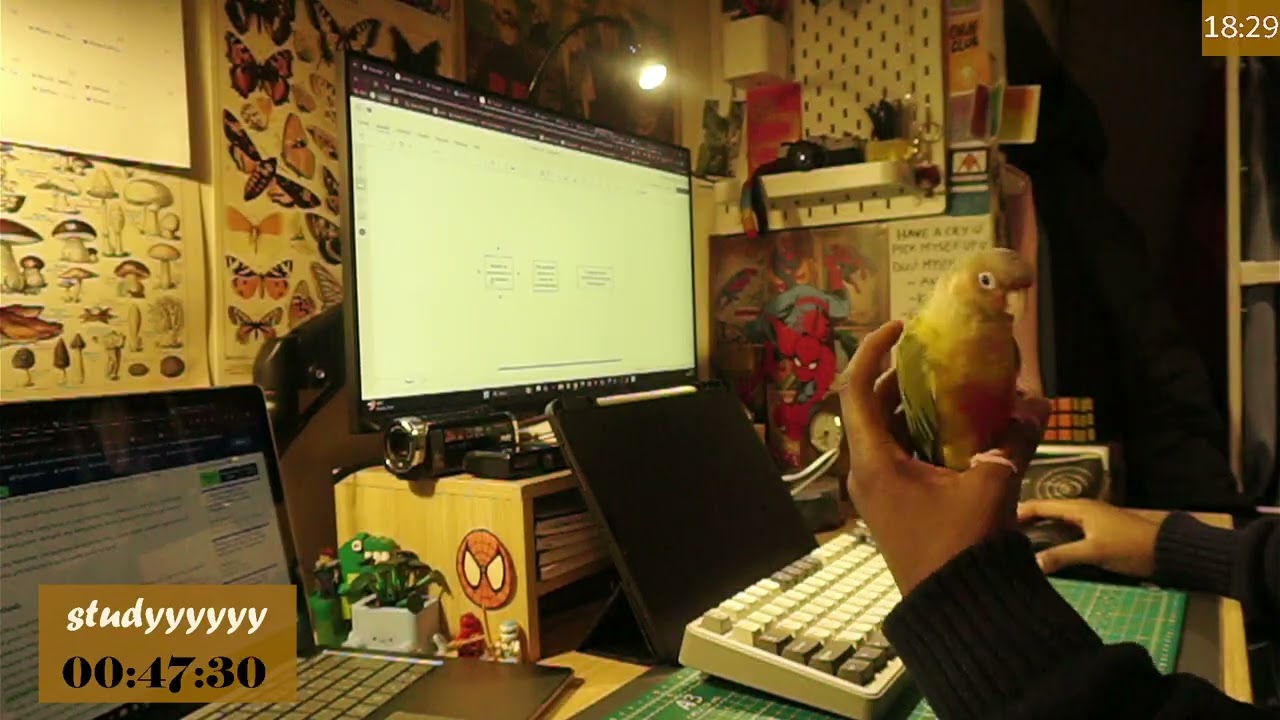 1 hour Study With Me  no breaks