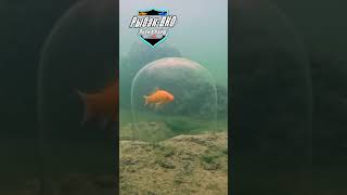 Атака щуки живца #ловивкайф #рыбаквко #fishing