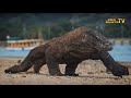 Komodo ajdari  komodo orollarining makkor echkiemari