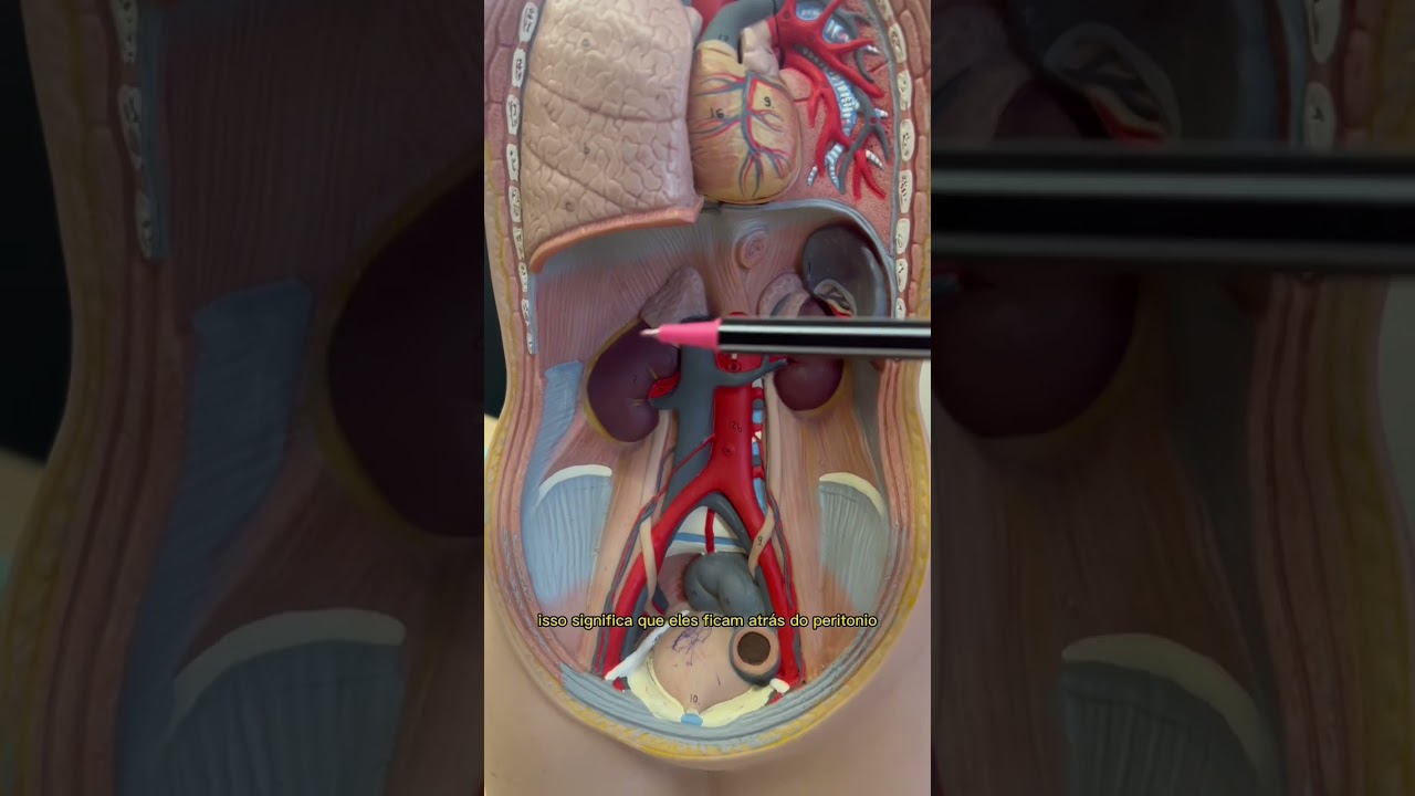 Revisão rapidinha de anatomia dos RINS!