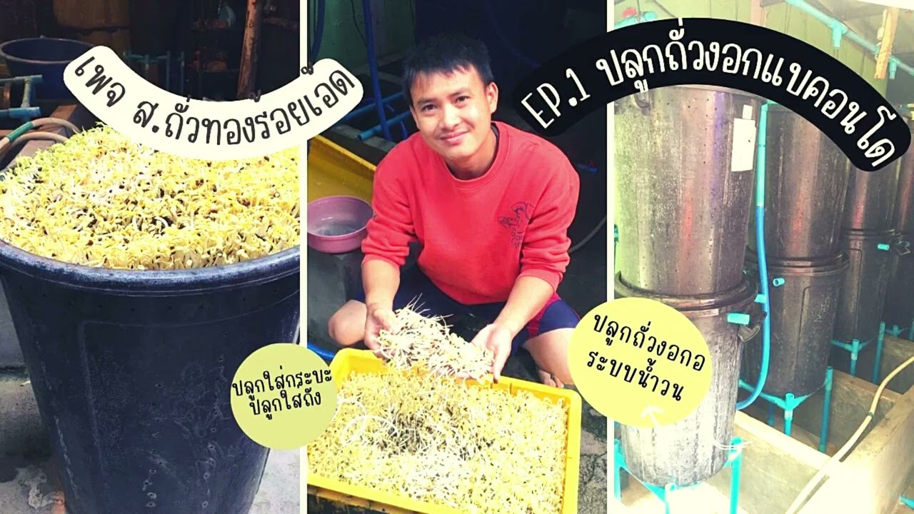 ปลูกถั่วงอกระบบน้ำวนลดต้นทุนประหยัดน้ำ แบบคอนโด 2 ชั้น