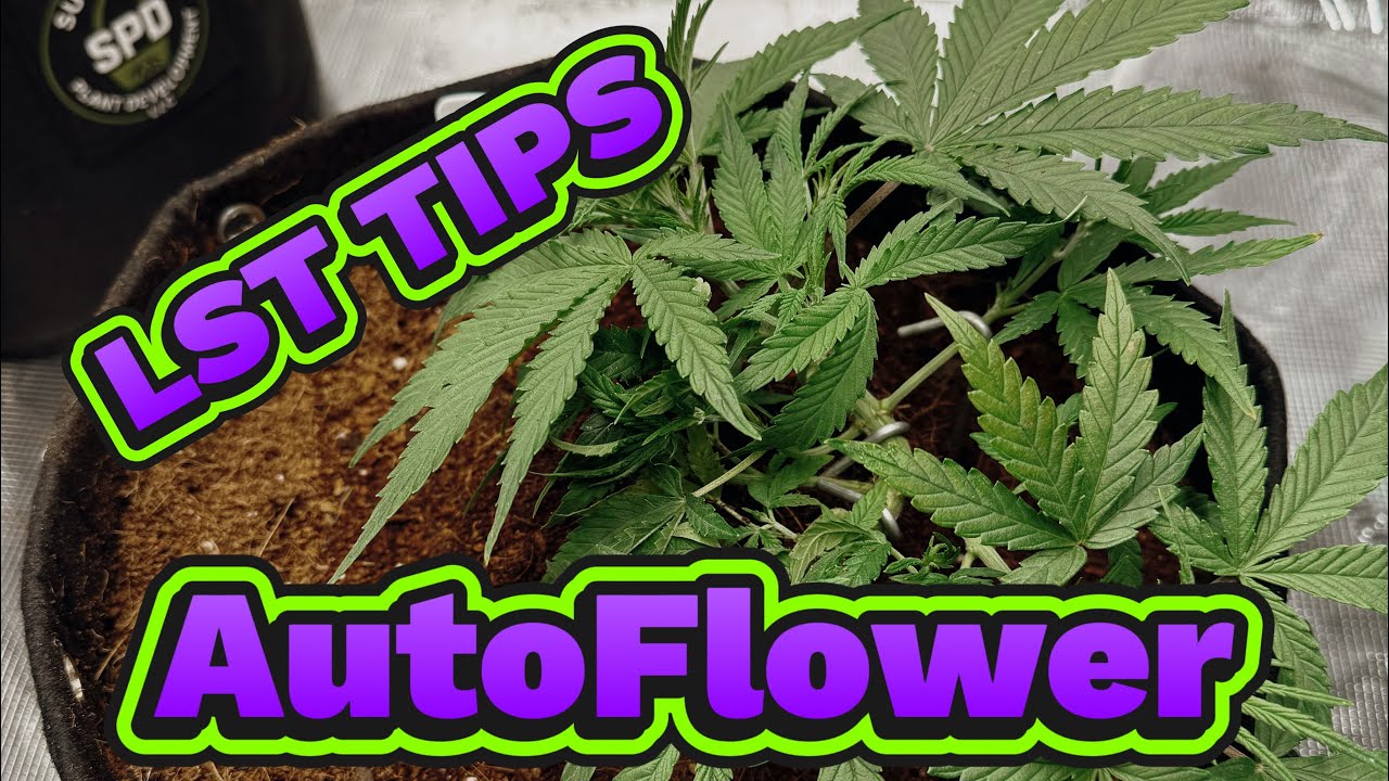 Как снизить стресс при выращивании автоцветов для получения большего урожая 