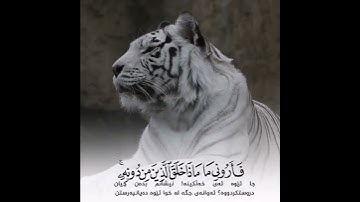 هذا خلق الله ||  الشيخ ياسر الدوسري تلاوة لا توصف | حالات واتس اب