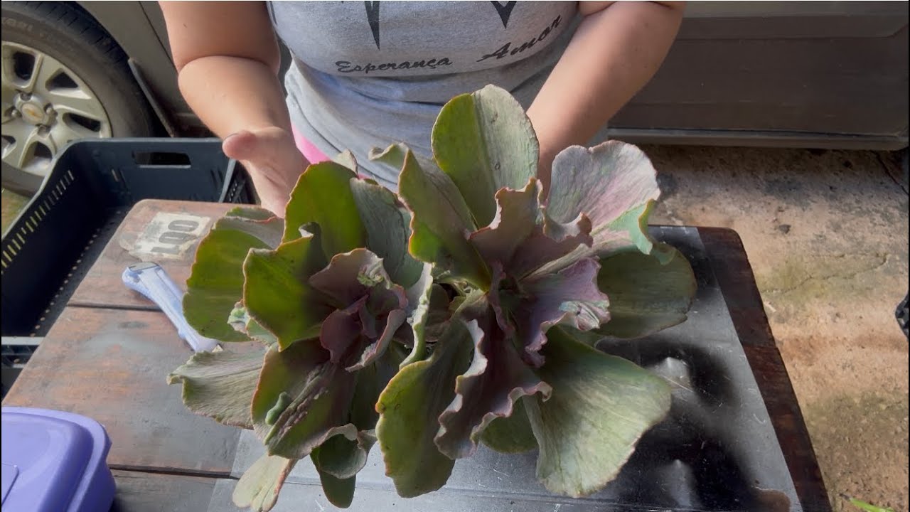 Colhendo mudas de Gibifloras,para o álbum de vendas!!#suculentas #gibifloras 