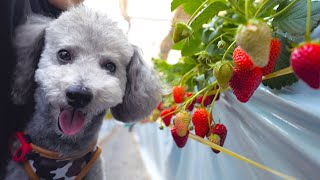 🐶愛犬と一緒に楽しめるいちご狩り農園が最高でした【旅Vlog】【トイプードル】
