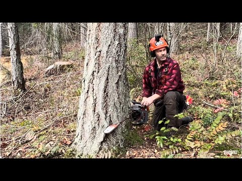 Cutting Trees Down with a Husqvarna 562 mark 11 - YouTube