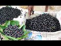 How Black Jamun Harvest | Balck Jamun Fruit Tree  | Java Plum | Black Plum Fruits Harvesting Neredu