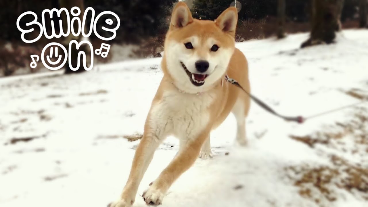 はじける笑顔で雪を楽しむ柴犬 Dog In Snow Youtube はじける笑顔で雪を楽しむ柴犬 Dog In Snow Youtube