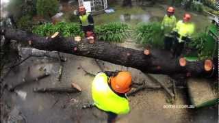 Dangerous Pine Tree Removal Service