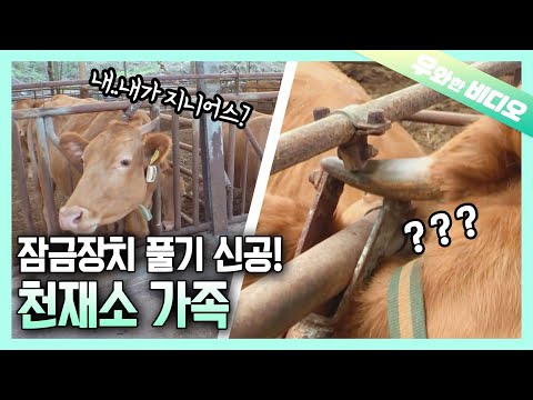 이런 牛들 본 적 있소? 지니어스들의 집합! 잠금장치를 마음대로 풀어버리는 천재소┃Have You Seen a Genius Cow which Knows How To Unlock?