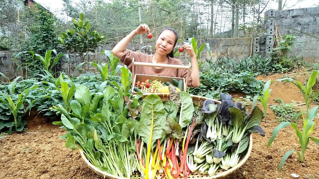 1 tuần không ra vườn, thu hoạch muốn xỉu