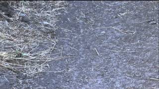 Видео неимоверное количество мошки (автор: Vjatcheslav Mamleev)