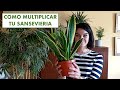 Pradoplant  como multiplicar tu sansevieria