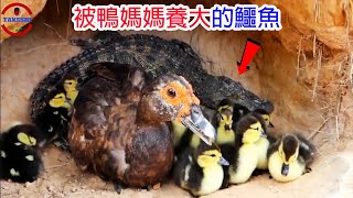 [短片閒聊] '殺嬰'的恐怖'猴王' | 被鴨媽媽孵化並養大的鱷魚 | 真相公開
