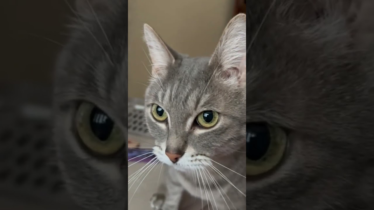 Наш Тарасик 😸🐈 