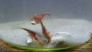 Amazing closeup of Triops laying eggs