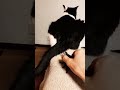 一切の予備動作なく叩き落とし落ちたかどうか、いちいち確認する猫#shorts