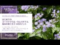 はじめてのユーパトリウム・セレスチナム基本の育て方５つのポイント
