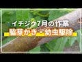 【イチジク】脇芽かきとクワカミキリムシの幼虫駆除など【７月の作業】