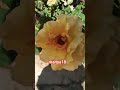 Yellow Rose #maitya18 #shorts #ytshorts #youtubeshorts #rose #flowers