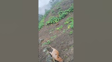 Dân nghèo xót xa vào rừng gom nhặt xác trâu bò