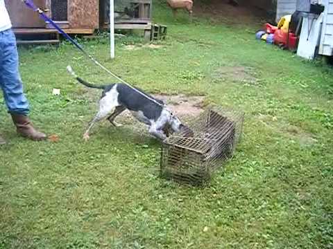 Coons Dog On Live Trap - YouTube
