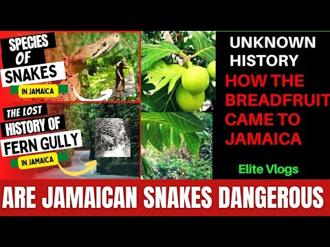 7 species of Snakes in Jamaica, are they Poisonous? What is the real history of the Fern Gully?