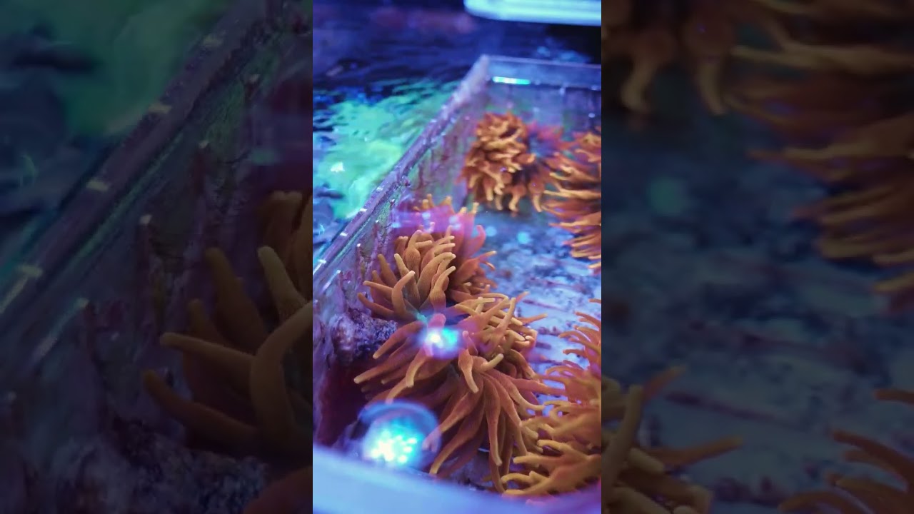 Light Your Corals With This LED | Illumagic X4 Reef Lighting